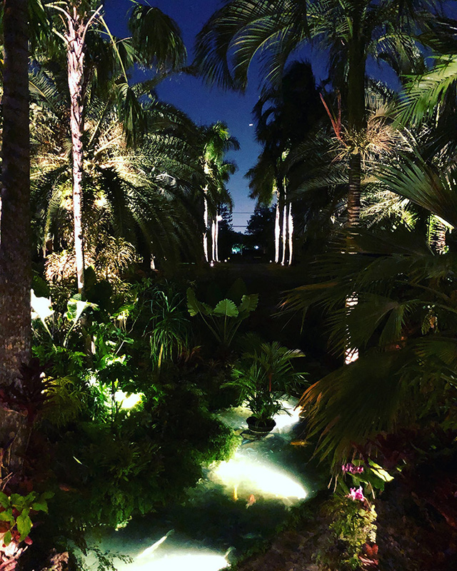 Backyard, Palm Trees & Patio Lighting